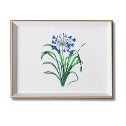 Vanity Tray: Agapanthus